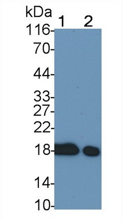 Cofilin Antibody in Western Blot (WB)