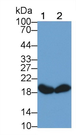 Cofilin Antibody in Western Blot (WB)