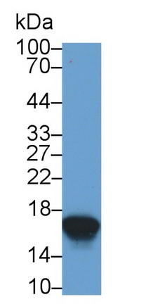 CST1 Antibody in Western Blot (WB)