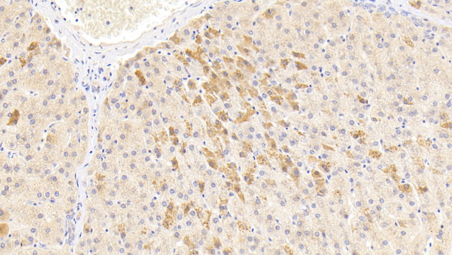 alpha-1 Antitrypsin Antibody in Immunohistochemistry (Paraffin) (IHC (P))