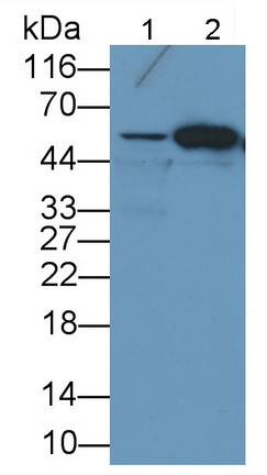 FOXP1 Antibody in Western Blot (WB)