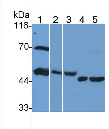 HPa1 Antibody in Western Blot (WB)