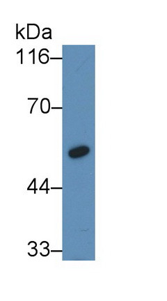 Factor IX Antibody in Western Blot (WB)