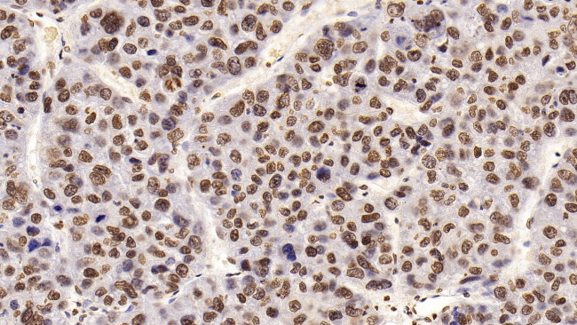 HDAC1 Antibody in Immunohistochemistry (Paraffin) (IHC (P))