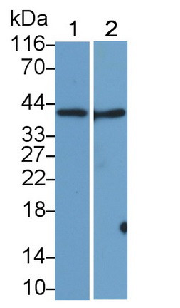 SIGLEC7 Antibody in Western Blot (WB)