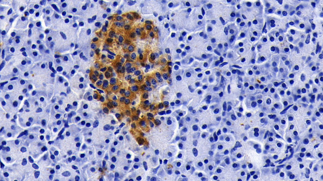 Apolipoprotein J Antibody in Immunohistochemistry (Paraffin) (IHC (P))