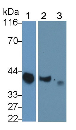 Apolipoprotein J Antibody in Western Blot (WB)