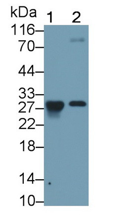 Granzyme K Antibody in Western Blot (WB)