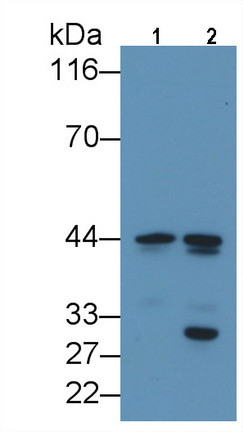 C/EBP alpha Antibody in Western Blot (WB)