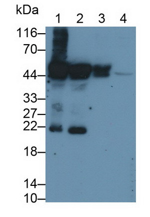 Cytokeratin 20 Antibody in Western Blot (WB)