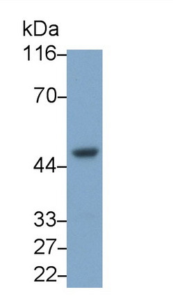 CXCR2 Antibody in Western Blot (WB)