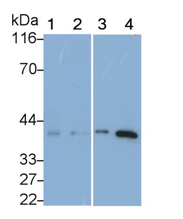 Follistatin Antibody in Western Blot (WB)