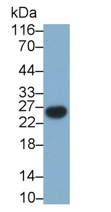 CD3g Antibody in Western Blot (WB)