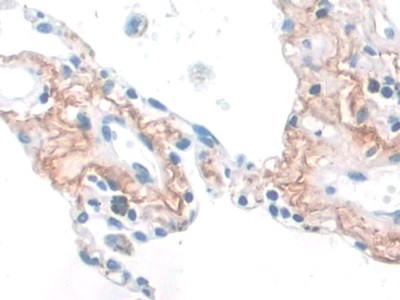 Elastin Antibody in Immunohistochemistry (Paraffin) (IHC (P))