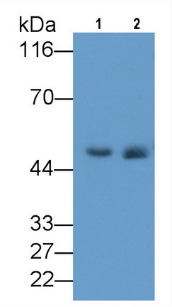 Elastin Antibody in Western Blot (WB)