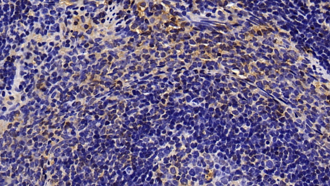 CCL3 Antibody in Immunohistochemistry (Paraffin) (IHC (P))