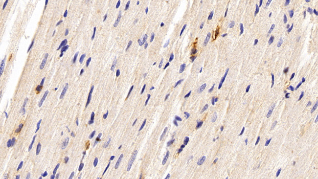 CCL3 Antibody in Immunohistochemistry (Paraffin) (IHC (P))