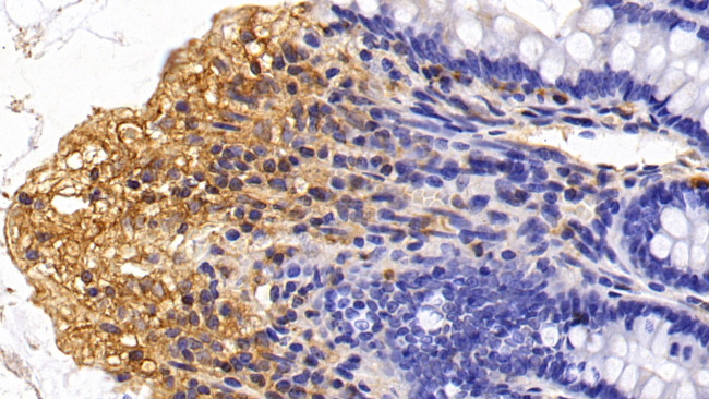 CCL3 Antibody in Immunohistochemistry (Paraffin) (IHC (P))