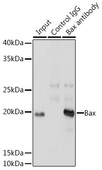 Bax Antibody in Immunoprecipitation (IP)