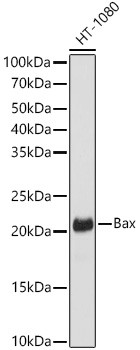 Bax Antibody in Western Blot (WB)