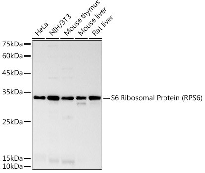 S6 Antibody in Western Blot (WB)