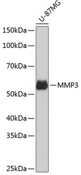 MMP3 Antibody in Western Blot (WB)