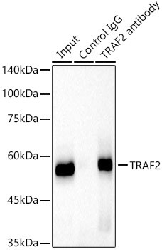 TRAF2 Antibody in Immunoprecipitation (IP)