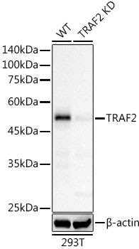 TRAF2 Antibody in Western Blot (WB)