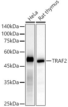 TRAF2 Antibody in Western Blot (WB)