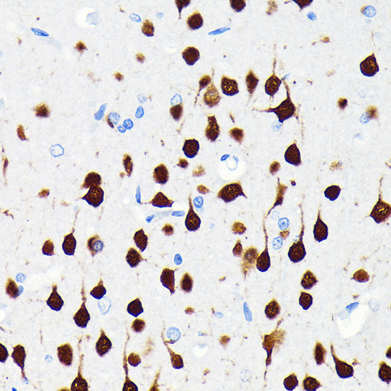 NeuN Antibody in Immunohistochemistry (Paraffin) (IHC (P))