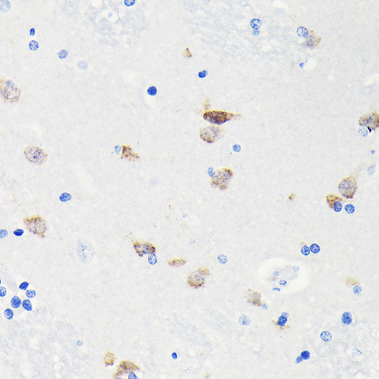 NeuN Antibody in Immunohistochemistry (Paraffin) (IHC (P))