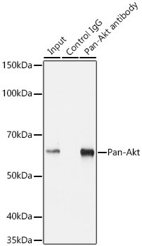AKT Pan Antibody in Immunoprecipitation (IP)