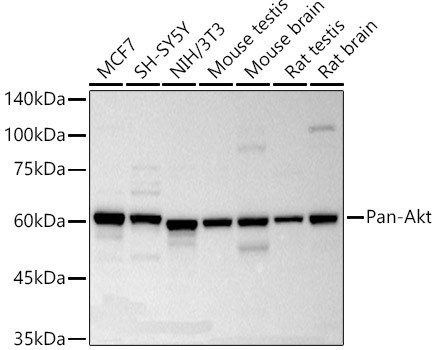 AKT Pan Antibody in Western Blot (WB)