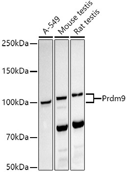 PRDM9 Antibody in Western Blot (WB)