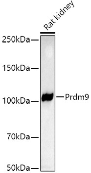 PRDM9 Antibody in Western Blot (WB)