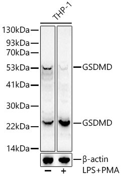 GSDMD Antibody in Western Blot (WB)