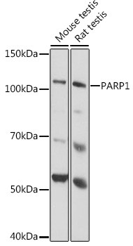 PARP1 Antibody in Western Blot (WB)