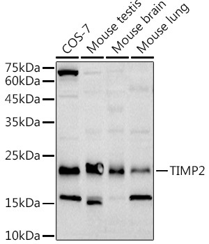 TIMP2 Antibody in Western Blot (WB)