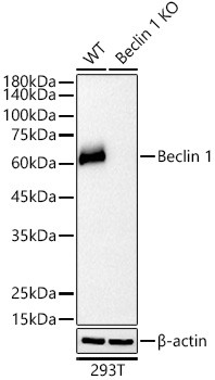 Beclin 1 Antibody in Western Blot (WB)