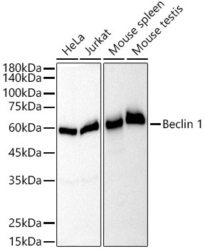 Beclin 1 Antibody in Western Blot (WB)