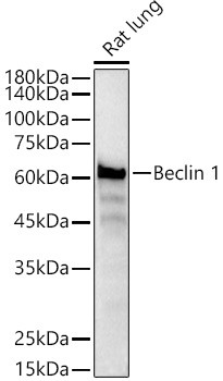 Beclin 1 Antibody in Western Blot (WB)