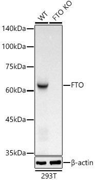 FTO Antibody in Western Blot (WB)