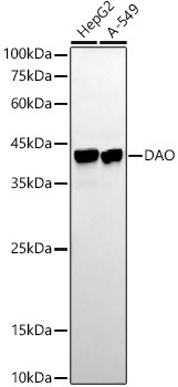 DAO Antibody in Western Blot (WB)