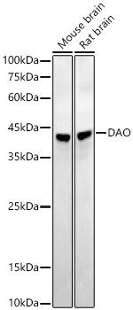 DAO Antibody in Western Blot (WB)