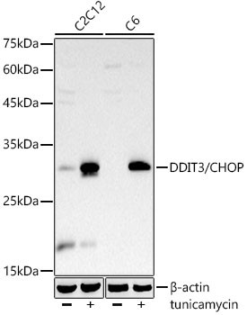 CHOP Antibody in Western Blot (WB)