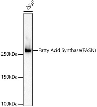 FASN Antibody in Western Blot (WB)