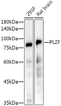 PLZF Antibody in Western Blot (WB)