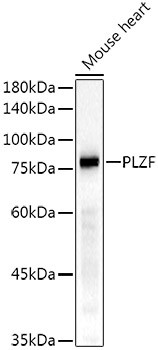 PLZF Antibody in Western Blot (WB)