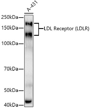 LDLR Antibody in Western Blot (WB)