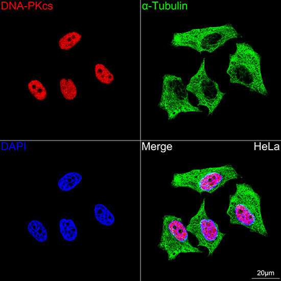 DNA-PK Antibody in Immunocytochemistry (ICC/IF)